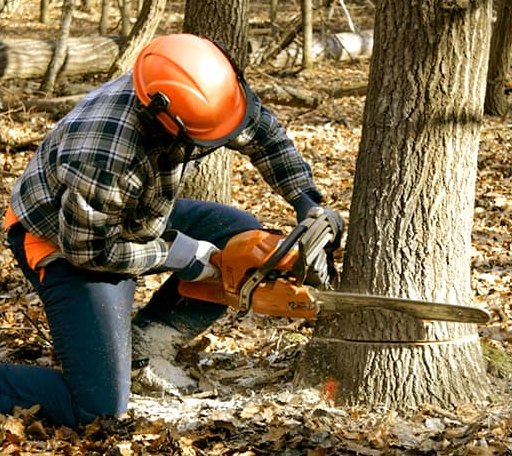 Tree Removal in Highgate Center, VT